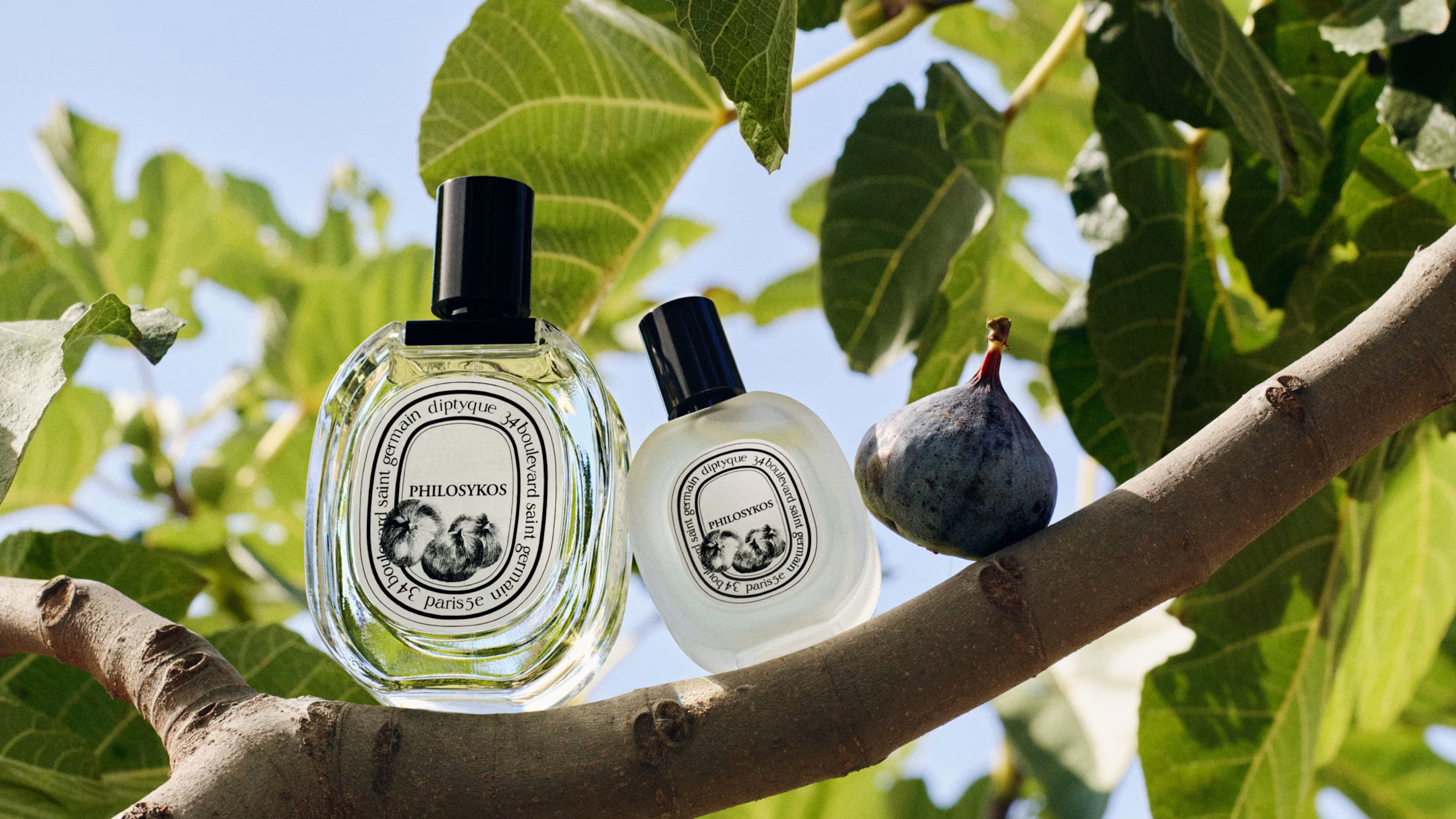 Philosykos Franchise – Diptyque